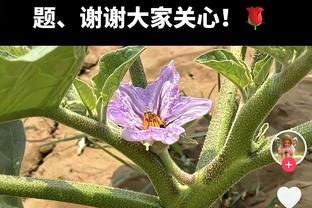 点射首开记录！官方：B费当选曼联vs埃弗顿全场最佳